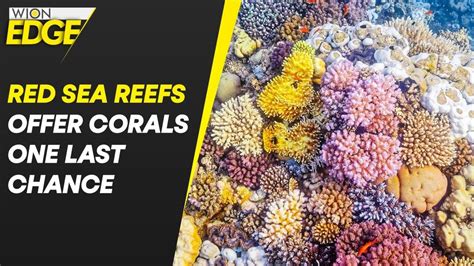 Red Sea 的图像结果