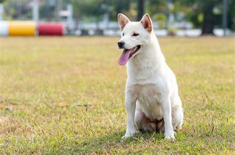 Perro japonés: 10 razas que debes conocer