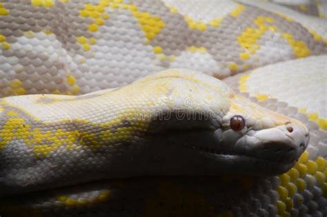 Image result for Reticulated Python Fangs