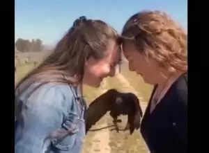 What Makes This Falconry Video Go Viral? A Stunning Display of Trust ...
