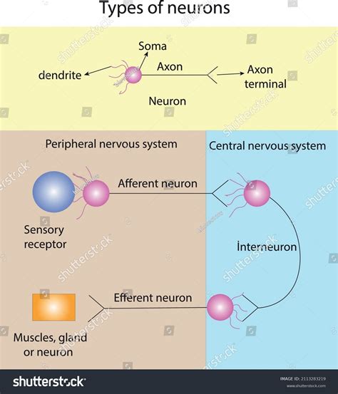 Afferent Vs Efferent Neurons What Are They Structure And More Osmosis ...