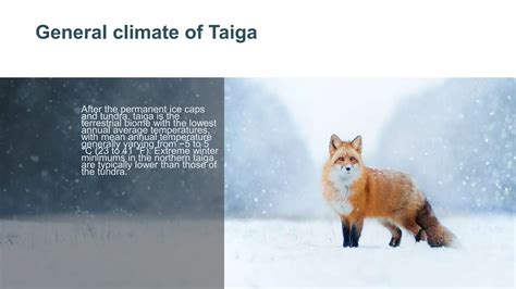The Taiga Biome For educational and personal uses | PPTX