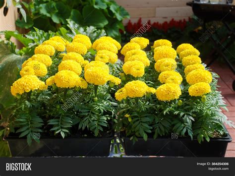 Marigolds Yellow Color Image & Photo (Free Trial) | Bigstock