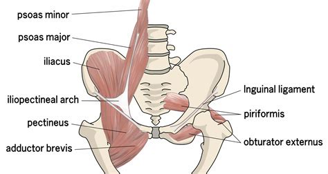 Hip Flexor Strain – Symptoms, Treatments, Recovery...