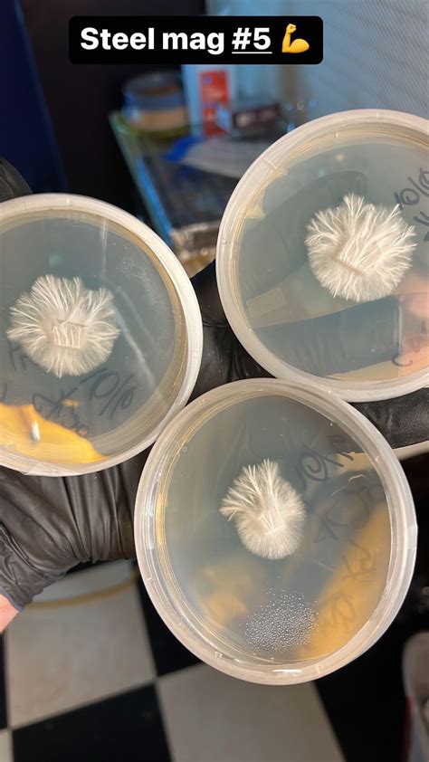 Steel Mag #5 : r/Agarporn