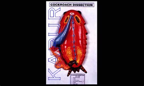 Cockroach Dissection Kit 的图像结果