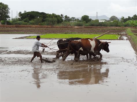 26.Bullock drawn levelling