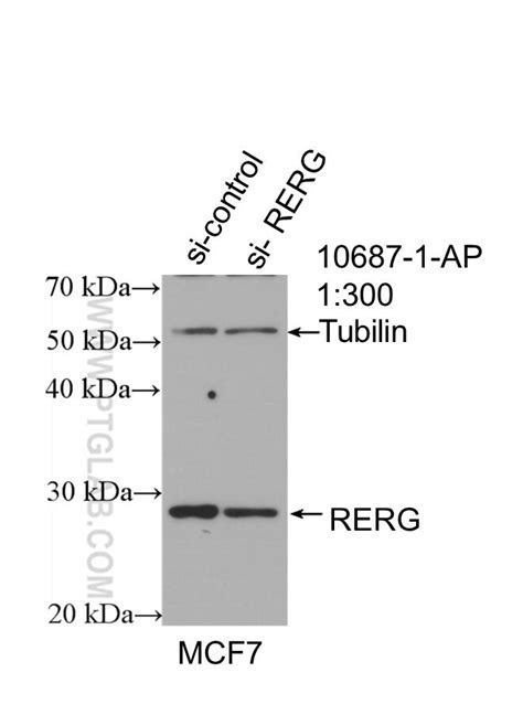 RERG antibody (10687-1-AP) | Proteintech