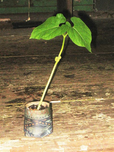 Image result for Pot Maker