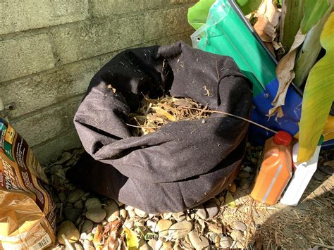 Image result for Using Compost When Planting Flowers