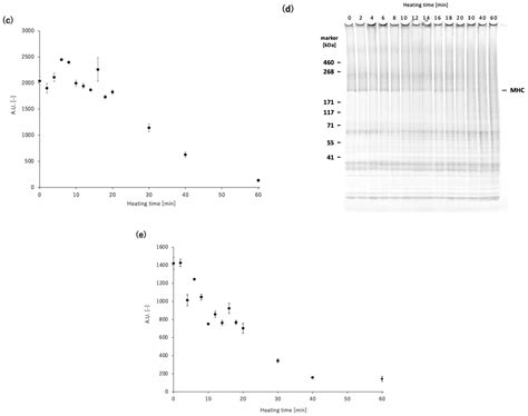 A Mathematical Model of Myosin Heavy Chain Dynamics in the ...