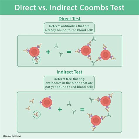 🧪 Direct vs. Indirect Coombs Test: Understanding the Difference — King ...