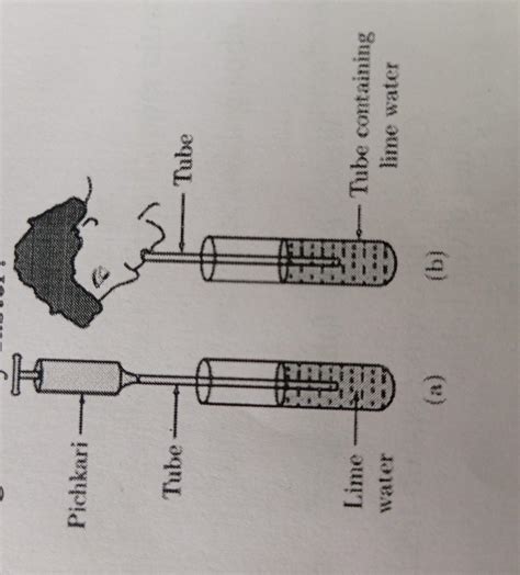 In the given activity, the lime water of which test tube will get milky ...