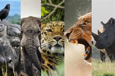 The big five and other big game animals in Uganda you must see — Safari Game — Destination Guide