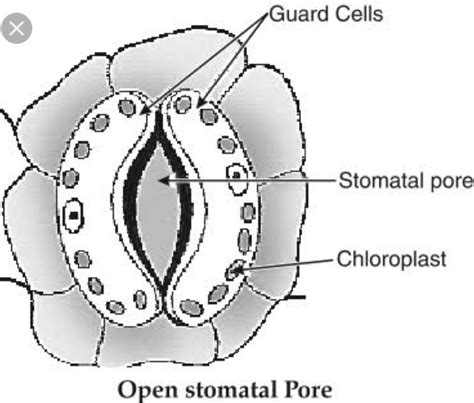 Draw a neat labelled diagram of stomata. - Brainly.in