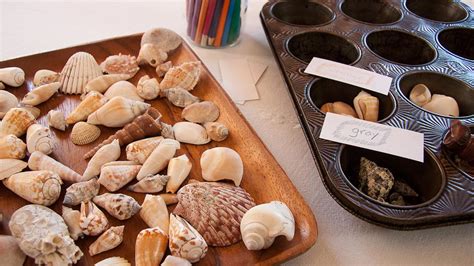 Seashell Sorting Activity 的图像结果