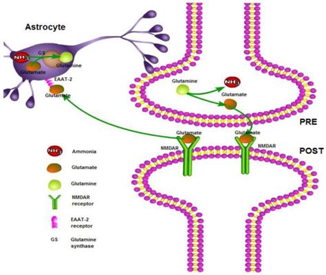 The Pharmabiotic Approach to Treat Hyperammonemia