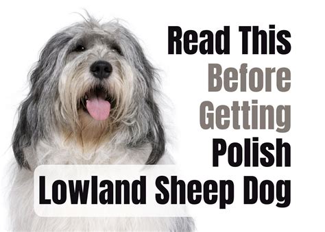 Are Polish Lowland Sheepdog The Most Intelligent Dogs