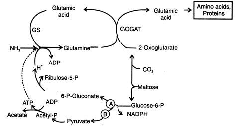 Assimilation Biology 的图像结果