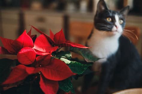 Are Poinsettias Poisonous To Cats - Everything You Need To Know
