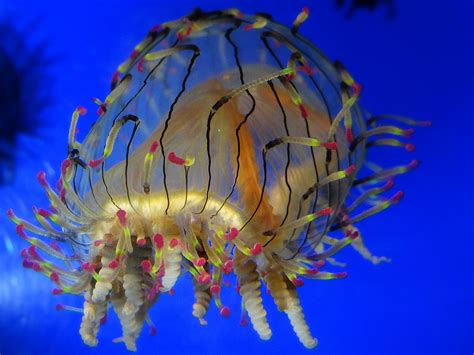 Flower Hat Jelly : r/jellyfish