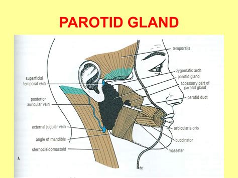 The Parotid gland Anatomy and applied aspects | PPT - borders of parotid gland
