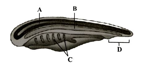 Phylum Chordata Diagram