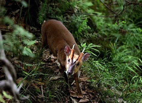 China Animal 的图像结果