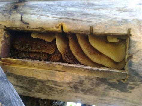 Колодное пчеловодство: устройство колоды, разведение и содержание пчел