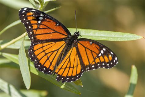 viceroy (Limenitis archippus) - Entomology Today