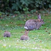 Image result for Spring+Baby+Bunnies