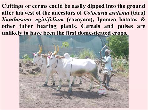 HISTORY OF AGRICULTURAL DEVELOPMENT IN ANCIENT INDIA, AGRICULTURE IN ...