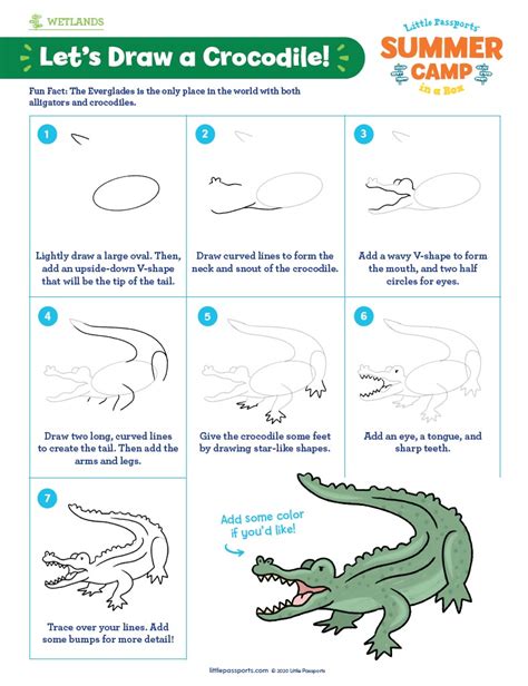 Image result for Beginner Animal Drawing Tutorials