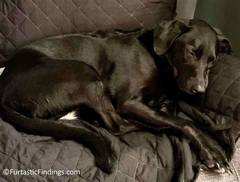 Best Dog Dandruff Shampoo For Your Pup - Furtastic Findings