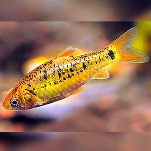 Buy Tetra Fish Online | Neon Tetra, Cardinal Tetra