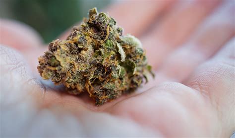 Headspace Strain: Elevate Your Happy Hour - Mindscape Dispensary