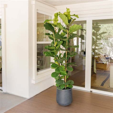Fiddle Leaf Fig Tree Indoor Plant Little Plant Shop | New Standard