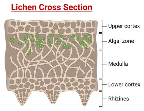 Crustose Lichen Diagram