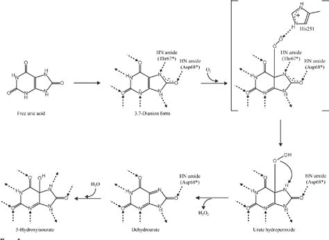 Urate Oxidase Mechanism