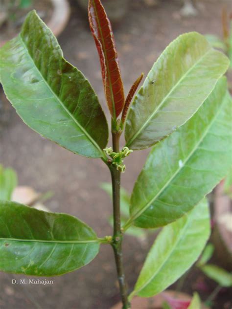 India Flora Online