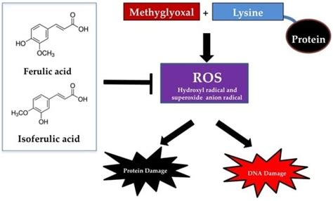 Cinnamic Acid and Its Derivatives: Mechanisms for Prevention and ...