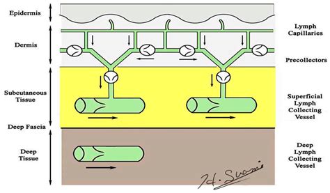 Anatomical Theories of the Pathophysiology of Cancer-Related Lymphoedema