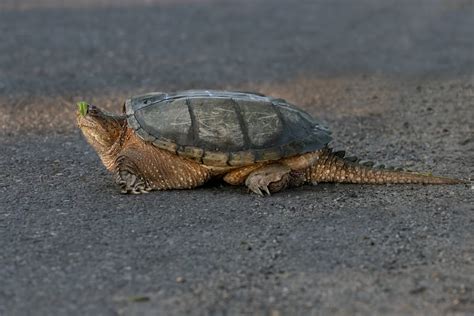 Snapping Turtle Bite 的图像结果