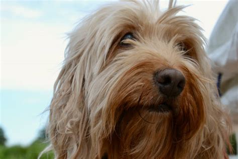 Image result for Cockapoo Close Up Drawing