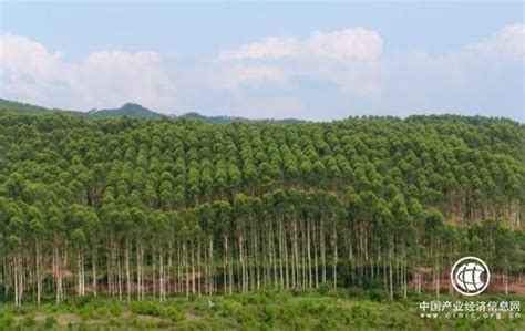 北京集体林地确权面积超过1200万亩