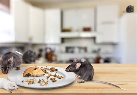 Do Mice Eat Roaches? - All South Pest Control