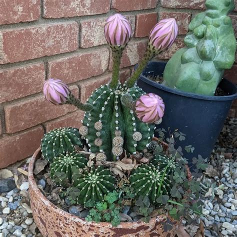 A Complete Care Guide For The Easter Lily Cactus