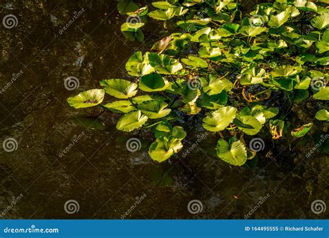 Sawgrass Lake Park stock image. Image of green, cattails - 164495555