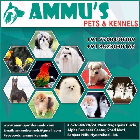 Ammu's Pets & Kennels 08071264651 - Top Rated PETS in Hyderabad
