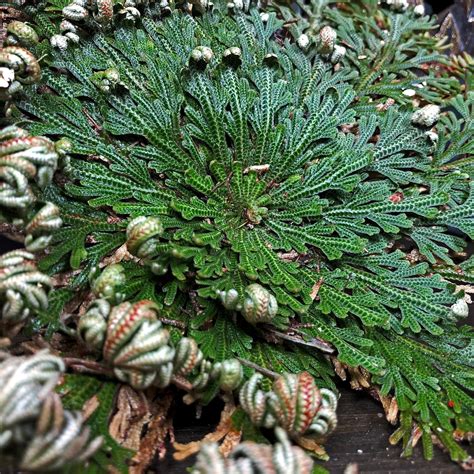 Rose Of Jericho Plant Benefits at Steve Bushnell blog